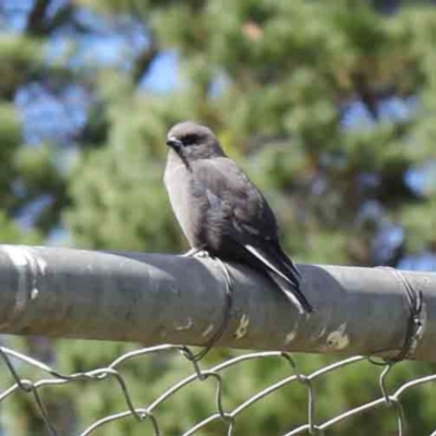 Artamus cyanopterus cyanopterus (Dusky Woodswallow) at Turner, ACT - 10 Apr 2023 by ConBoekel