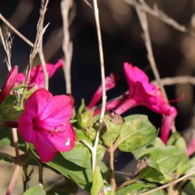 Mirabilis jalapa (Four O'clock Plant or Marvel of Peru) at Turner, ACT - 10 Apr 2023 by ConBoekel