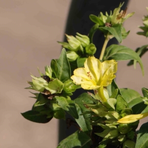 Mirabilis jalapa at Turner, ACT - 10 Apr 2023