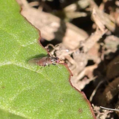 Lauxaniidae (family) at Turner, ACT - 10 Apr 2023 by ConBoekel