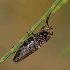 Inopus sp. (genus) (A sugarcane fly) at Sullivans Creek, Turner - 10 Apr 2023 by ConBoekel