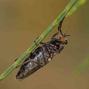 Inopus sp. (genus) at Sullivans Creek, Turner - 10 Apr 2023