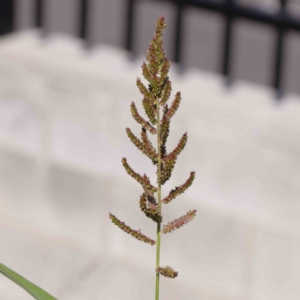 Echinochloa crus-galli at Turner, ACT - 10 Apr 2023