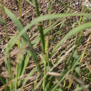 Echinochloa crus-galli at Turner, ACT - 10 Apr 2023