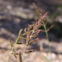 Echinochloa crus-galli at Turner, ACT - 10 Apr 2023