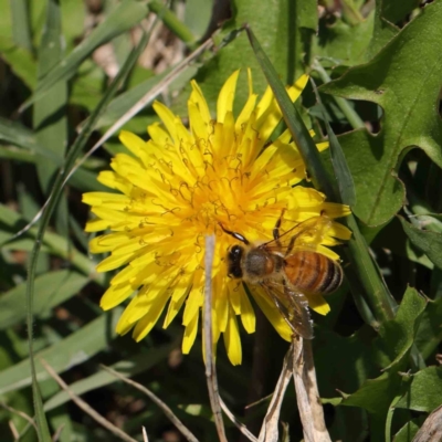 Apis mellifera (European honey bee) at Sullivans Creek, Turner - 10 Apr 2023 by ConBoekel