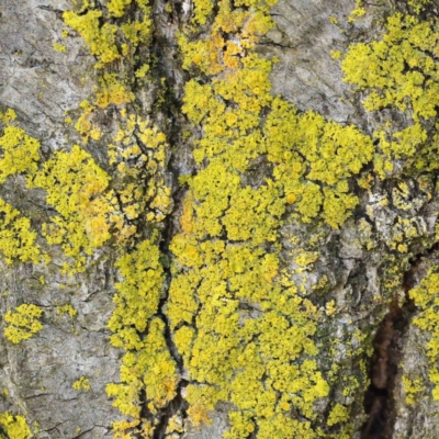 Chrysothrix sp. (genus) (A gold dust lichen) at Sullivans Creek, Turner - 10 Apr 2023 by ConBoekel