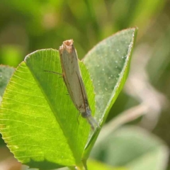 Culladia cuneiferellus (Crambinae moth) at Haig Park - 10 Apr 2023 by ConBoekel