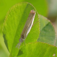 Culladia cuneiferellus at City Renewal Authority Area - 10 Apr 2023 01:58 PM