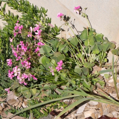 Oxalis articulata (Shamrock) at Turner, ACT - 10 Apr 2023 by ConBoekel