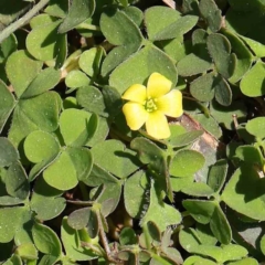 Oxalis sp. (Wood Sorrel) at Turner, ACT - 10 Apr 2023 by ConBoekel