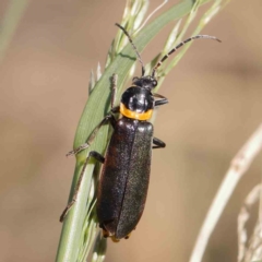 Chauliognathus lugubris (Plague Soldier Beetle) at Turner, ACT - 10 Apr 2023 by ConBoekel