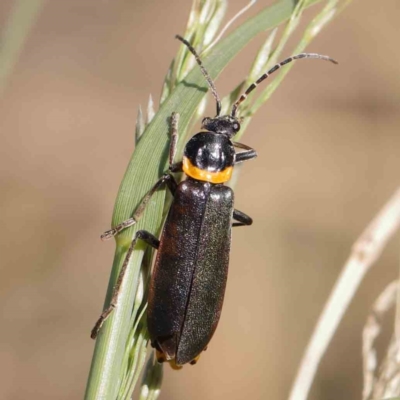 Chauliognathus lugubris (Plague Soldier Beetle) at Turner, ACT - 10 Apr 2023 by ConBoekel