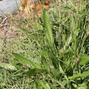 Plantago lanceolata at Turner, ACT - 10 Apr 2023