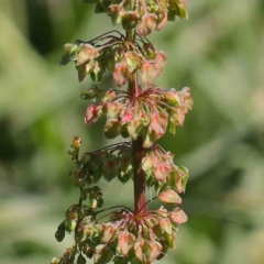 Rumex crispus (Curled Dock) at Sullivans Creek, Turner - 10 Apr 2023 by ConBoekel