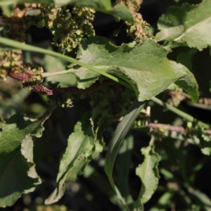 Rumex crispus at Turner, ACT - 10 Apr 2023