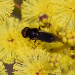 Psilota sp. (genus) (Hover fly) at Stromlo, ACT - 6 Aug 2023 by KorinneM