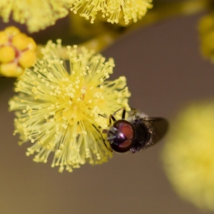 Psilota sp. (genus) at Stromlo, ACT - 6 Aug 2023