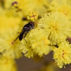 Psilota sp. (genus) at Stromlo, ACT - 6 Aug 2023