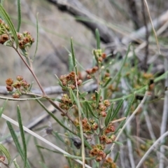 Dodonaea viscosa subsp. angustissima (Hop Bush) at Tuggeranong, ACT - 12 Aug 2023 by BethanyDunne