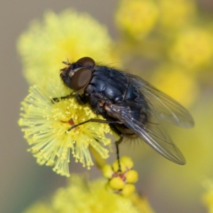 Calliphora sp. (genus) at Stromlo, ACT - 6 Aug 2023