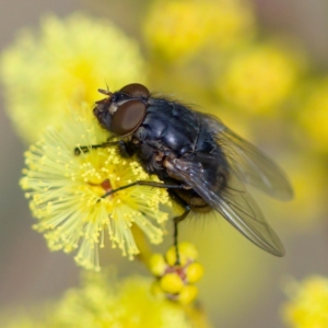 Calliphora sp. (genus) at Stromlo, ACT - 6 Aug 2023