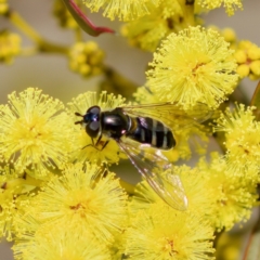 Syrphidae (family) at Stromlo, ACT - 6 Aug 2023