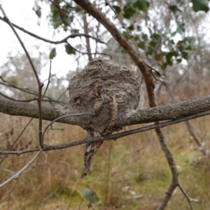 Rhipidura albiscapa at Mount Ainslie - 24 May 2023 10:16 AM