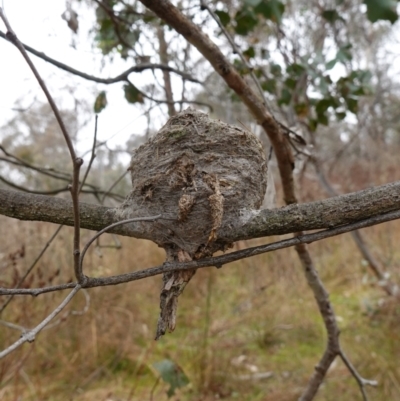 Rhipidura albiscapa (Grey Fantail) at Mount Ainslie - 24 May 2023 by RobG1