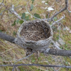 Rhipidura albiscapa at Mount Ainslie - 24 May 2023 10:16 AM