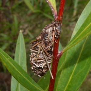 Psychidae (family) IMMATURE at Majura, ACT - 24 May 2023