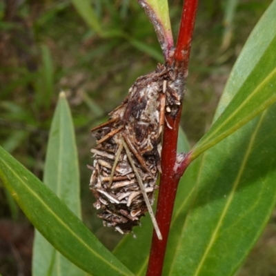 Psychidae (family) IMMATURE (Unidentified case moth or bagworm) at Majura, ACT - 24 May 2023 by RobG1