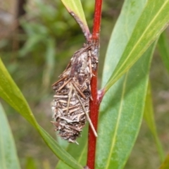 Psychidae (family) IMMATURE at Majura, ACT - 24 May 2023 10:22 AM