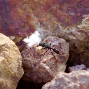 Rhytidoponera aspera at Stromlo, ACT - 5 Aug 2023