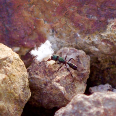 Rhytidoponera aspera (Greenhead ant) at Stromlo, ACT - 5 Aug 2023 by KorinneM