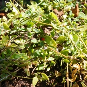 Einadia nutans subsp. nutans at Majura, ACT - 24 May 2023