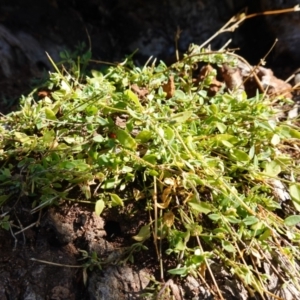 Einadia nutans subsp. nutans at Majura, ACT - 24 May 2023