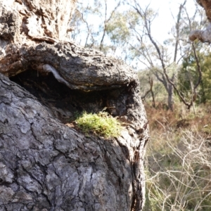 Einadia nutans subsp. nutans at Majura, ACT - 24 May 2023