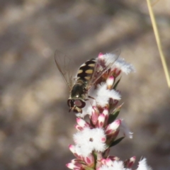 Melangyna viridiceps (Hover fly) at Bombay, NSW - 11 Aug 2023 by MatthewFrawley