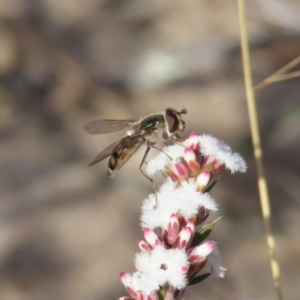 Melangyna viridiceps at Bombay, NSW - 11 Aug 2023 01:56 PM