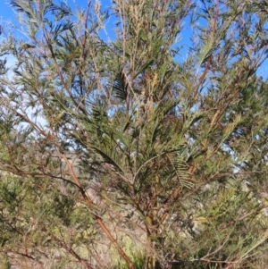 Acacia mearnsii at Bombay, NSW - 11 Aug 2023