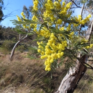 Acacia dealbata subsp. dealbata at Bombay, NSW - 11 Aug 2023 02:10 PM