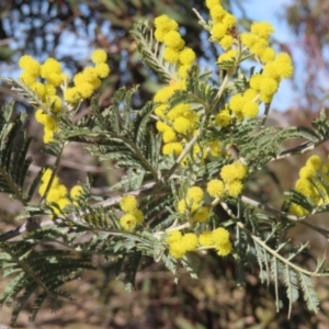 Acacia dealbata subsp. dealbata at Bombay, NSW - 11 Aug 2023