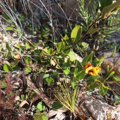 Mirbelia platylobioides (Large-flowered Mirbelia) at Bombay, NSW - 11 Aug 2023 by MatthewFrawley