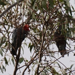 Callocephalon fimbriatum (Gang-gang Cockatoo) at Tuggeranong, ACT - 28 May 2023 by RobG1