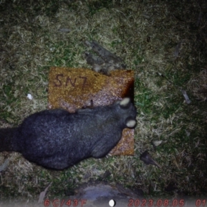 Trichosurus vulpecula at Lower Borough, NSW - 5 Aug 2023