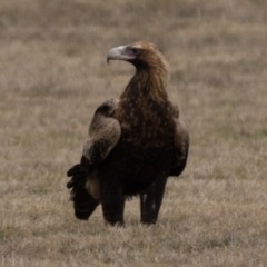 Aquila audax at Curtin, ACT - 12 Aug 2023 12:45 PM