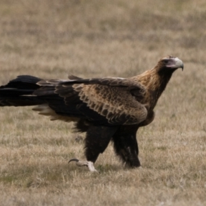 Aquila audax at Curtin, ACT - 12 Aug 2023