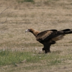 Aquila audax at Curtin, ACT - 12 Aug 2023