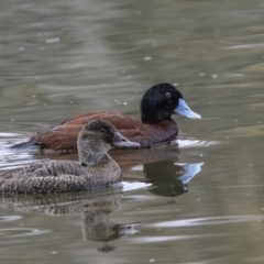 Oxyura australis (Blue-billed Duck) at Isabella Plains, ACT - 12 Aug 2023 by ReeniRooMartinez